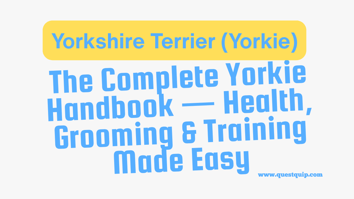Yorkshire Terrier
