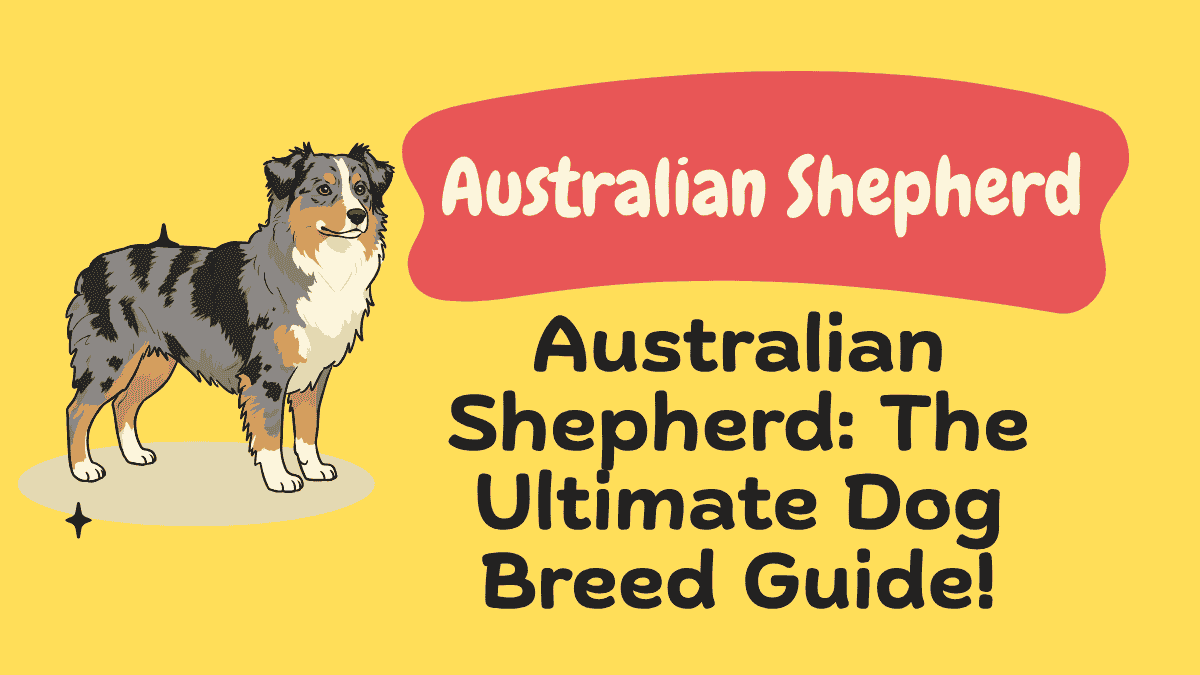 Australian Shepherd