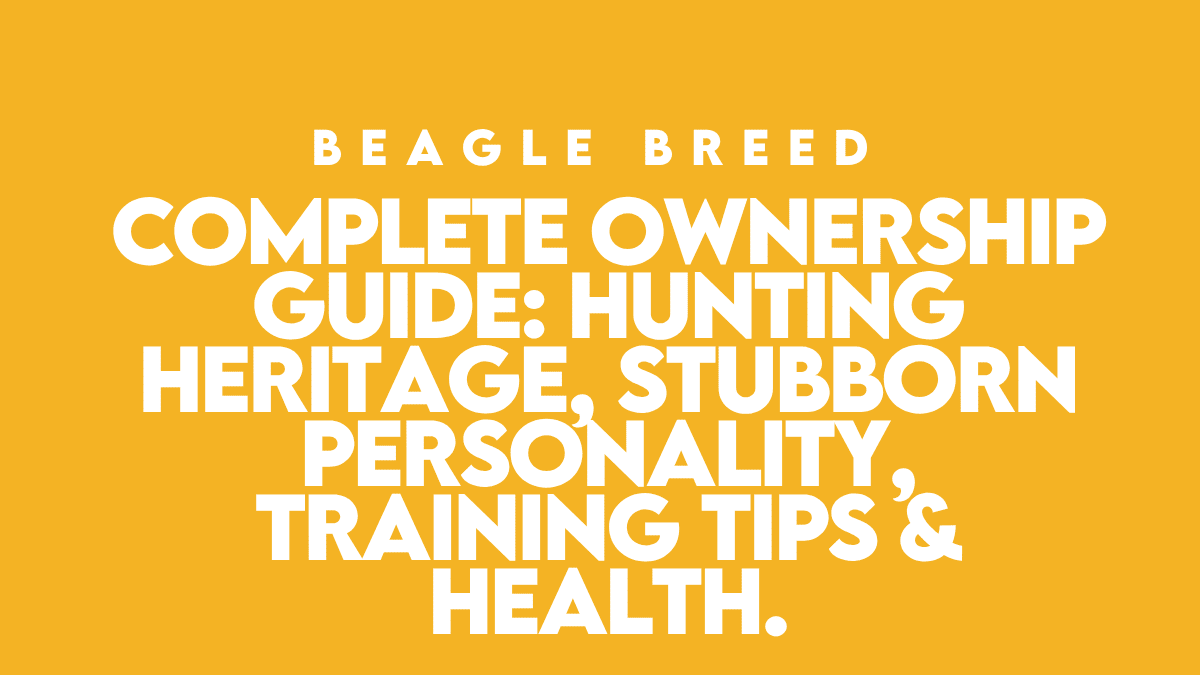 Beagle Breed