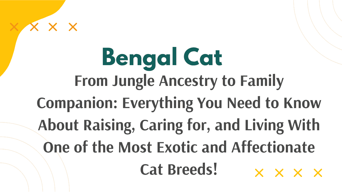 Bengal Cat