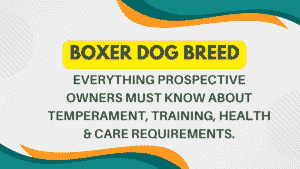 The Boxer Dog Breed: Everything Prospective Owners Must Know About Temperament, Training, Health & Care Requirements 2 Boxer Dog Breed