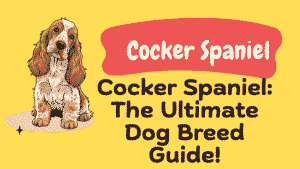 Cocker Spaniel