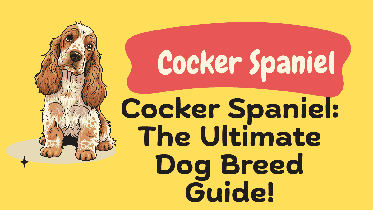 Cocker Spaniel