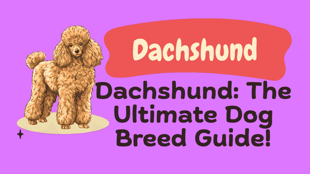 Dachshund