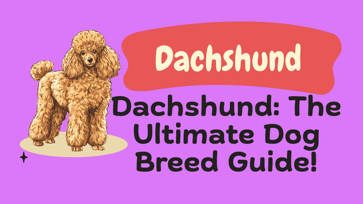 Dachshund