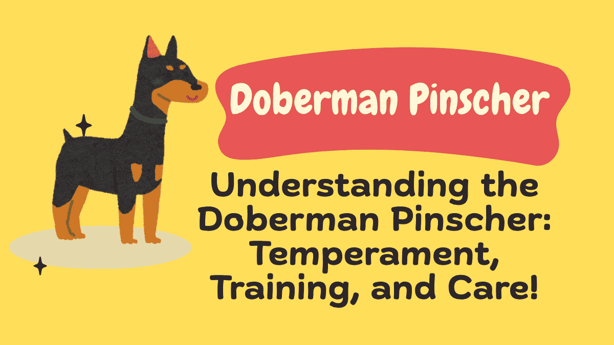 Doberman Pinscher