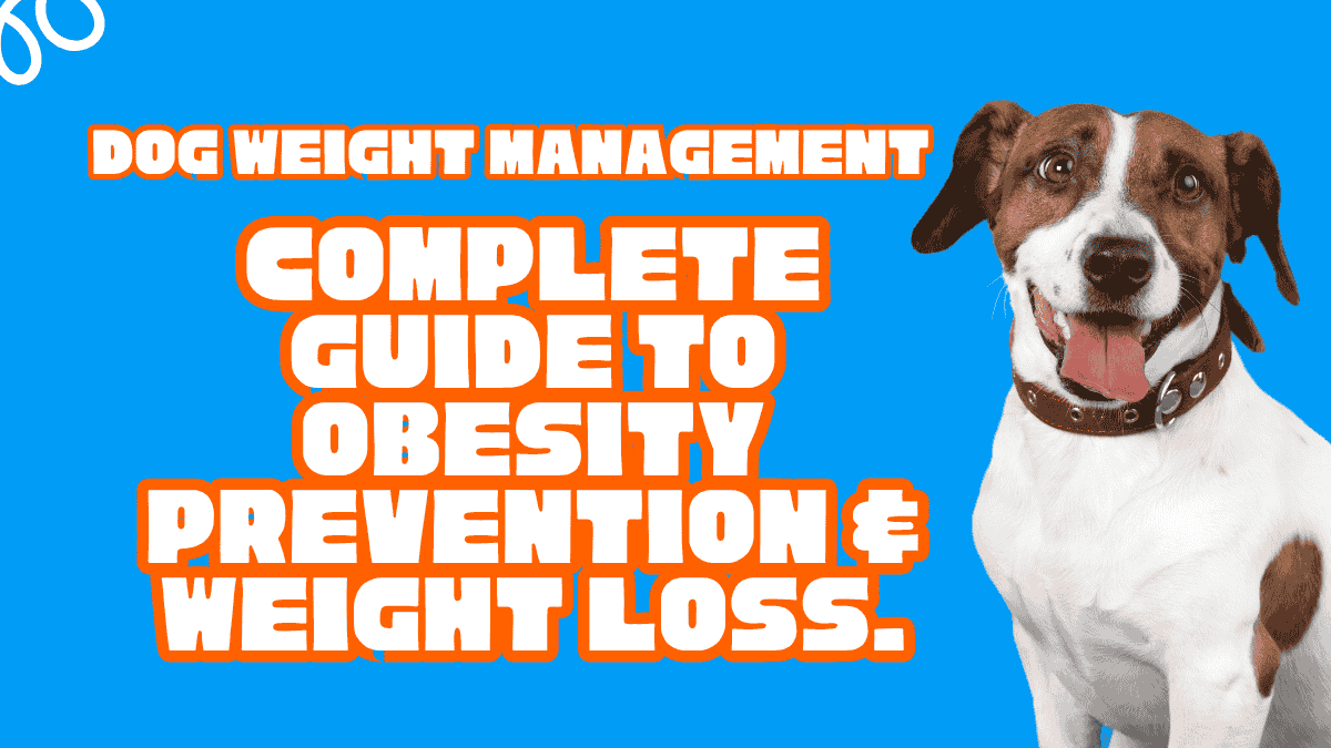 Dog Weight Management