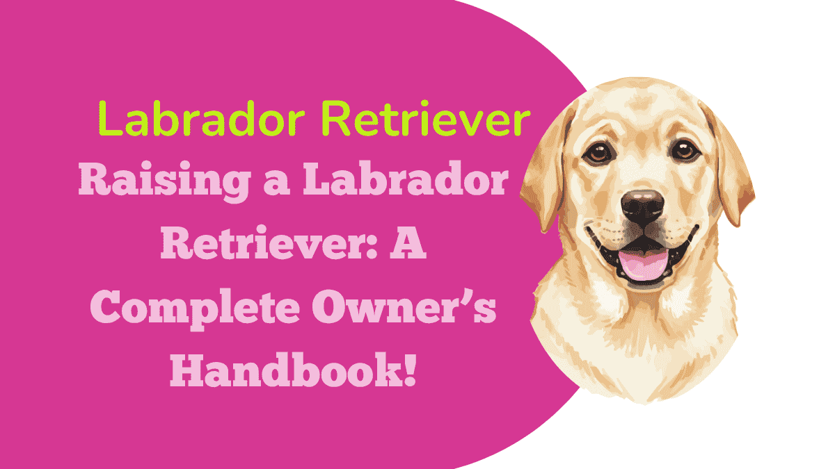 Labrador Retriever