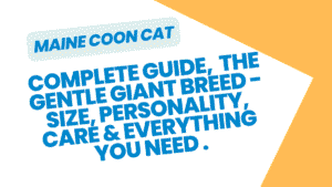Maine Coon Cat