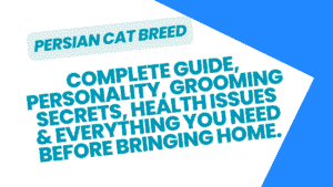 Persian Cat Breed
