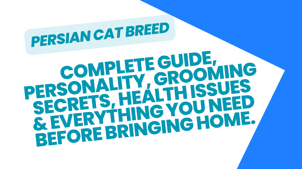Persian Cat Breed
