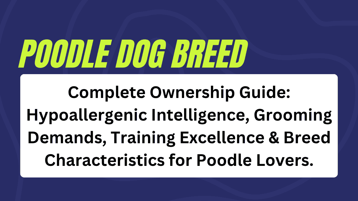 Poodle dog Breed