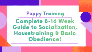 Puppy Training