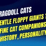 Ragdoll Cats