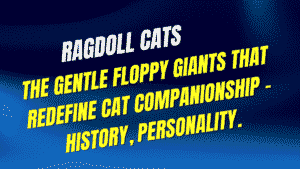 Ragdoll Cats: The Gentle Floppy Giants That Redefine Cat Companionship - History, Personality & Why They're Worth Every Moment 3 Ragdoll Cats
