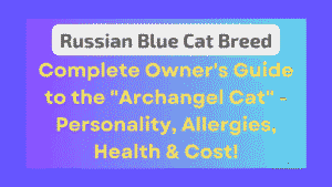 Russian Blue Cat Breed