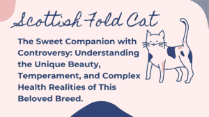 Scottish Fold Cat