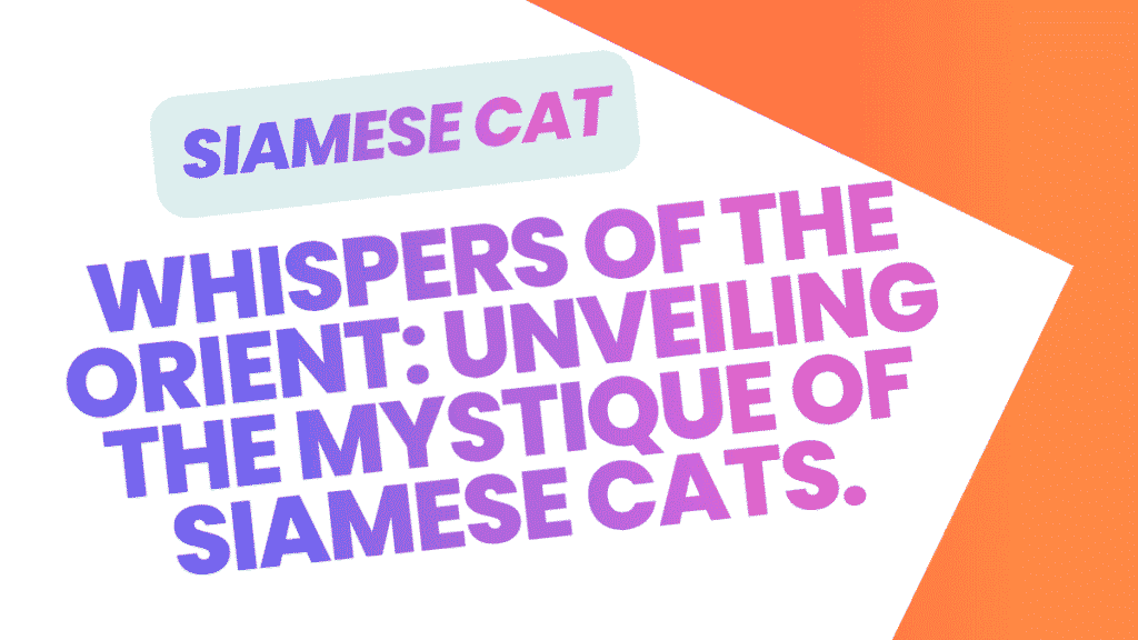 Siamese Cat