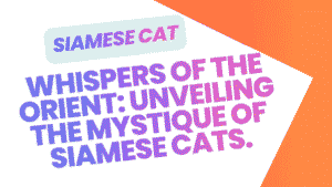 Siamese Cat