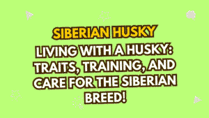 Siberian Husky