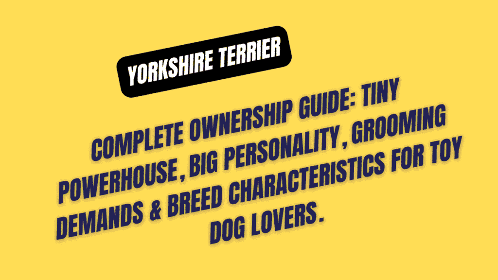Yorkshire Terrier