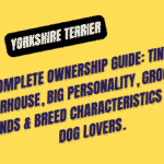Yorkshire Terrier