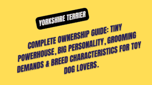 Yorkshire Terrier