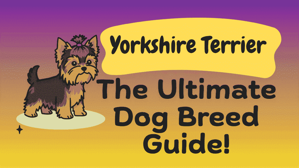 Yorkshire Terrier: The Ultimate Dog Breed Guide 1 Yorkshire Terrier