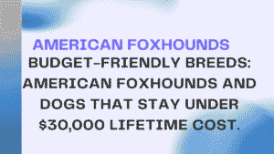 American Foxhounds