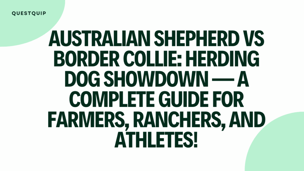 Australian Shepherd