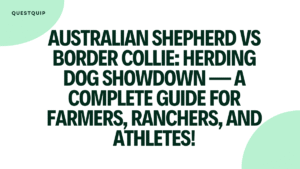 Australian Shepherd