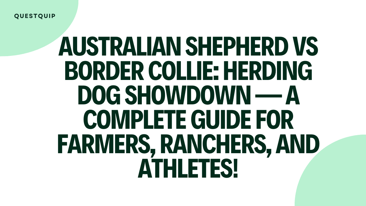 Australian Shepherd