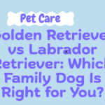 Golden Retriever-vs-Labrador Retriever