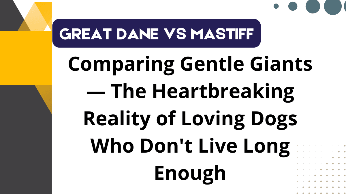 Great Dane