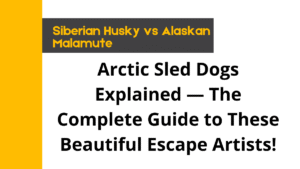 Siberian Husky vs Alaskan Malamute