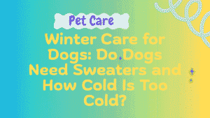Winter Care for Dogs