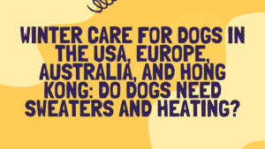 Winter Care for Dogs