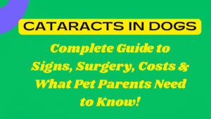 Cataracts in Dogs