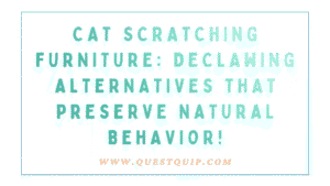 Cat Scratching Furniture