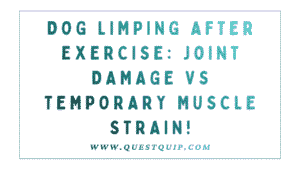 Dog Limping