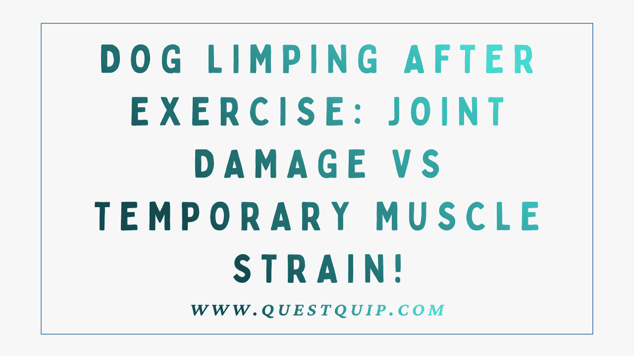 Dog Limping