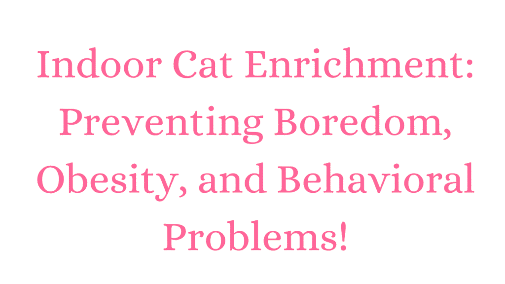 Indoor Cat Enrichment