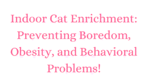 Indoor Cat Enrichment