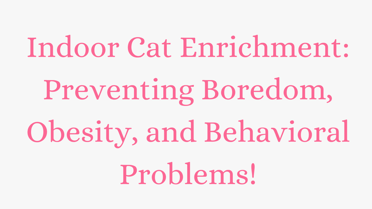 Indoor Cat Enrichment