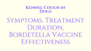 Kennel Cough in Dogs