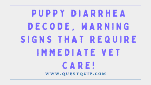 Puppy Diarrhea Decoded: When Loose Stools Mean Emergency Vet Visits 2 Puppy Diarrhea Decoded