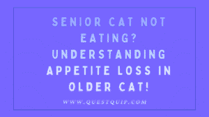 Senior Cat Not Eating