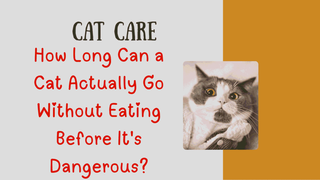 cat care