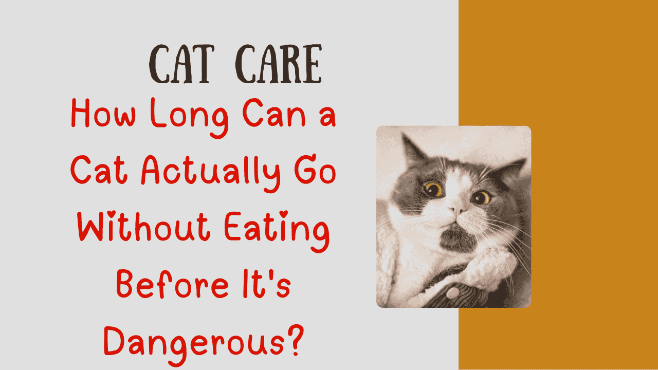 cat care