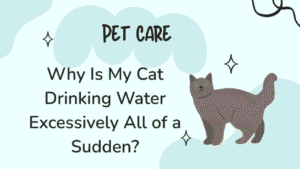 Cat Drinking Water Excessively